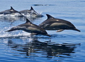 mga dolphin