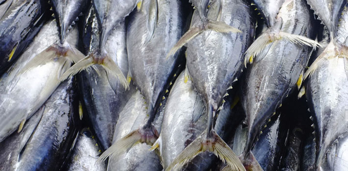 peixes capturados por barco de pesca em alto mar