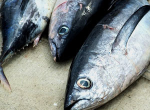 Fresh tuna fish on deep sea fishing boat