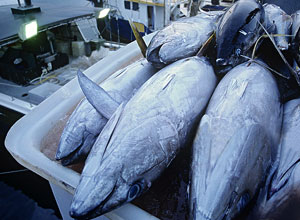 Ikan tuna segar di perahu nelayan laut dalam